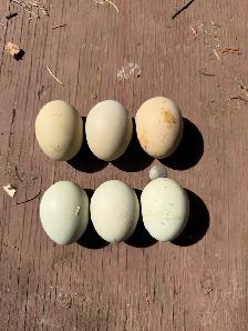 Hatching eggs (Easter egger chickens)