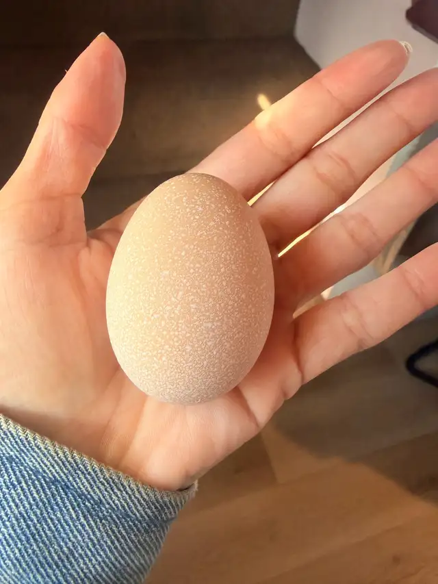 Hatching eggs (Easter egger chickens) - Photo 2