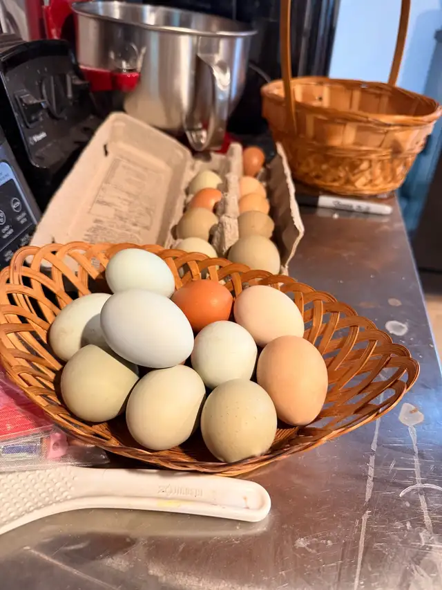 Hatching eggs (Easter egger chickens) - Photo 3