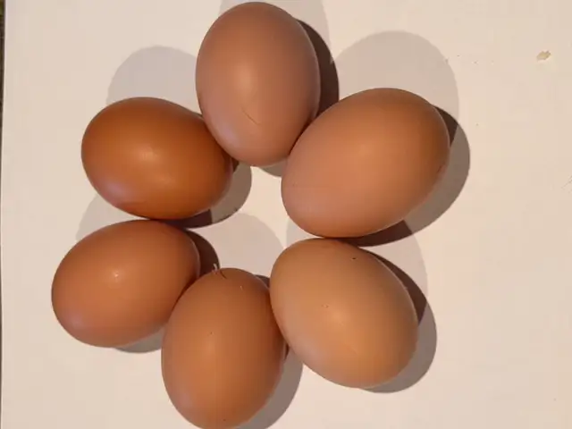 Hatching eggs (Easter egger chickens) - Photo 4