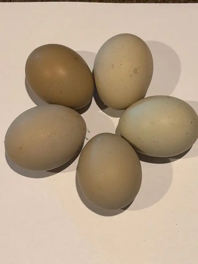 Hatching eggs (Easter egger chickens) - Photo 5