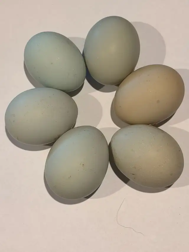 Hatching eggs (Easter egger chickens) - Photo 6