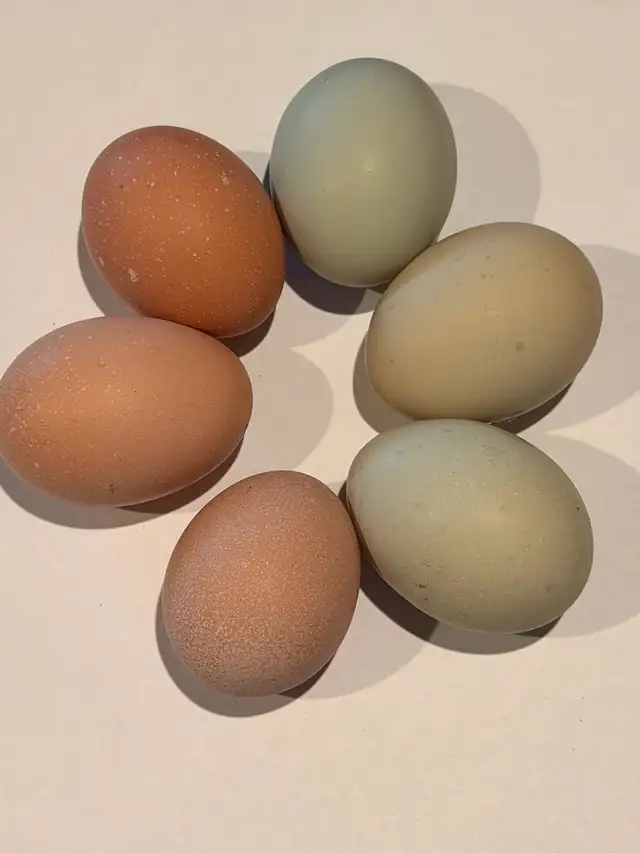 Hatching eggs (Easter egger chickens) - Photo 8