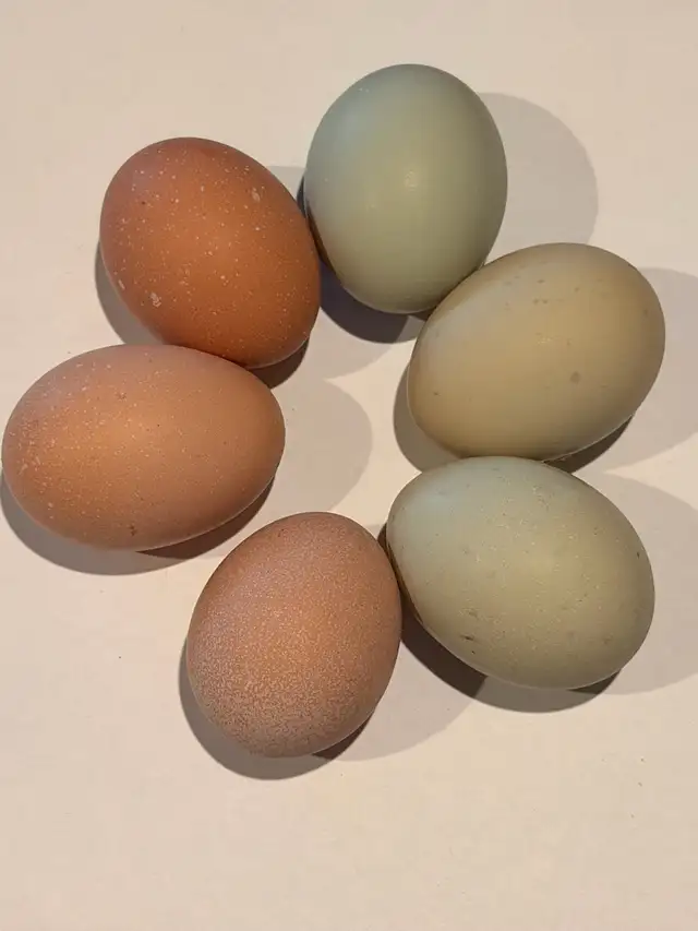 Hatching eggs (Easter egger chickens) - Photo 9