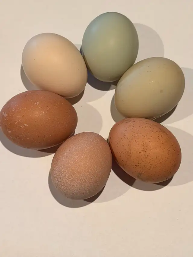 Hatching eggs (Easter egger chickens) - Photo 10