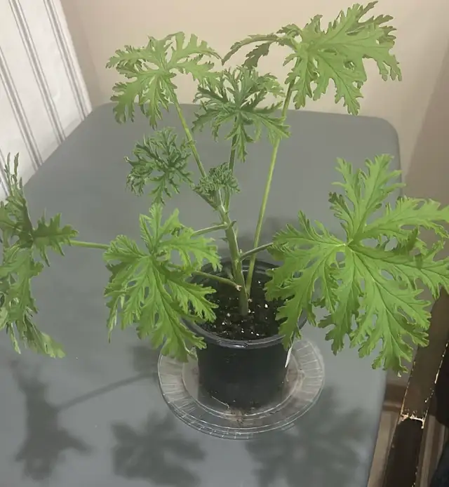 Citronella/Mosquito plants