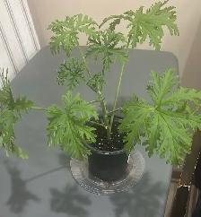 Citronella/Mosquito plants