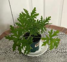 Citronella/Mosquito plants - Photo 2