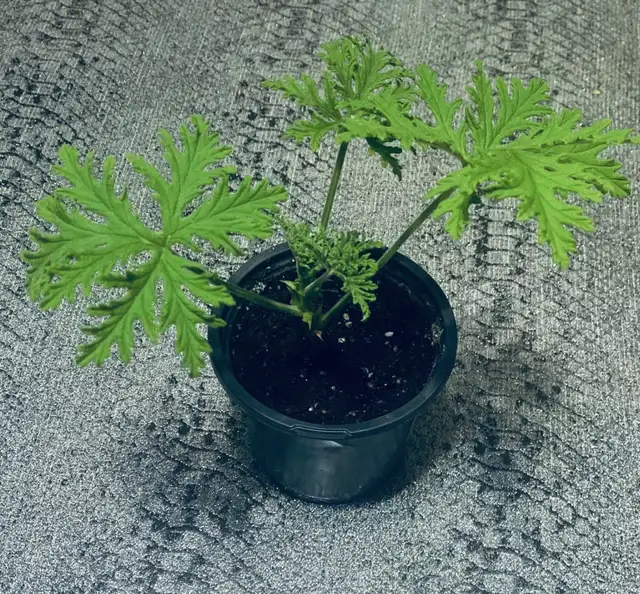 Citronella/Mosquito plants - Photo 3