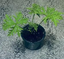 Citronella/Mosquito plants - Photo 3