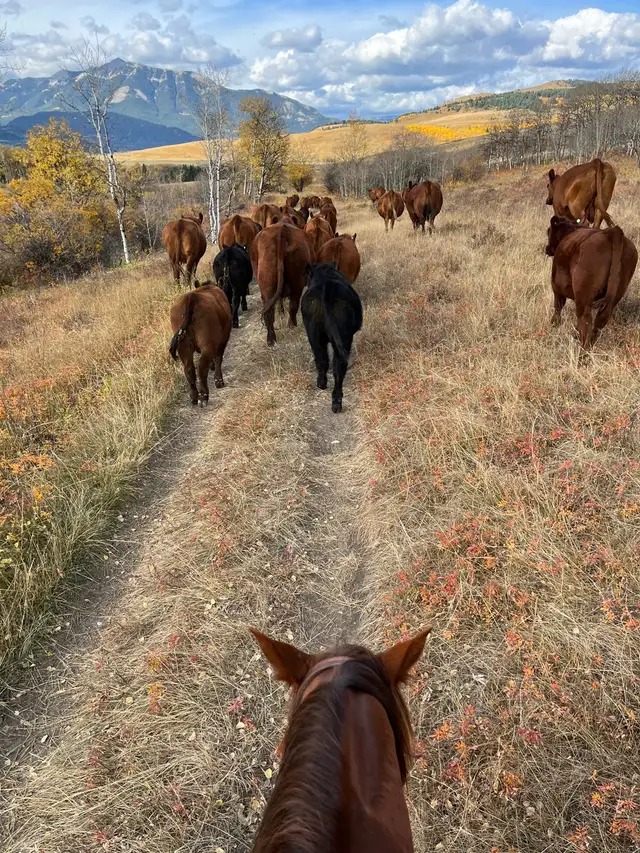 Pasture Rider/Ranch work