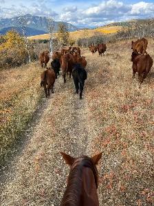 Pasture Rider/Ranch work