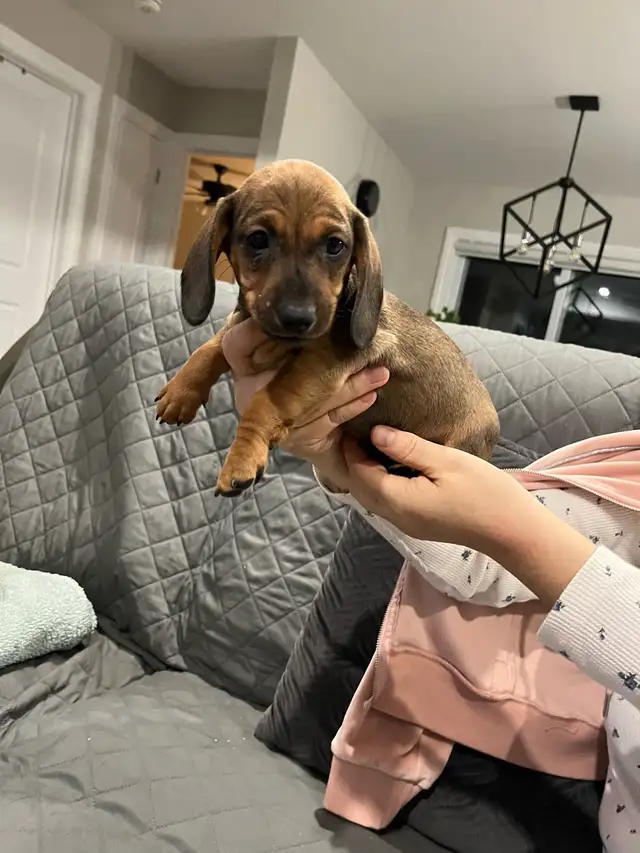 purebred mini dachshund male