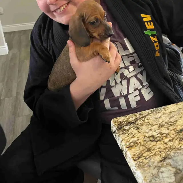 purebred mini dachshund male - Photo 2