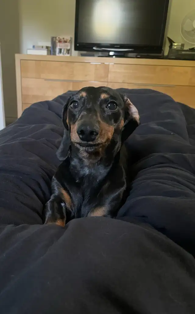 purebred mini dachshund male - Photo 4