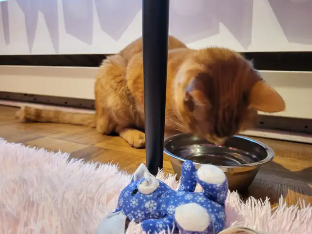 Cat sitter / Garderie pour chat - Photo 3