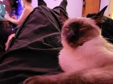 Cat sitter / Garderie pour chat - Photo 4