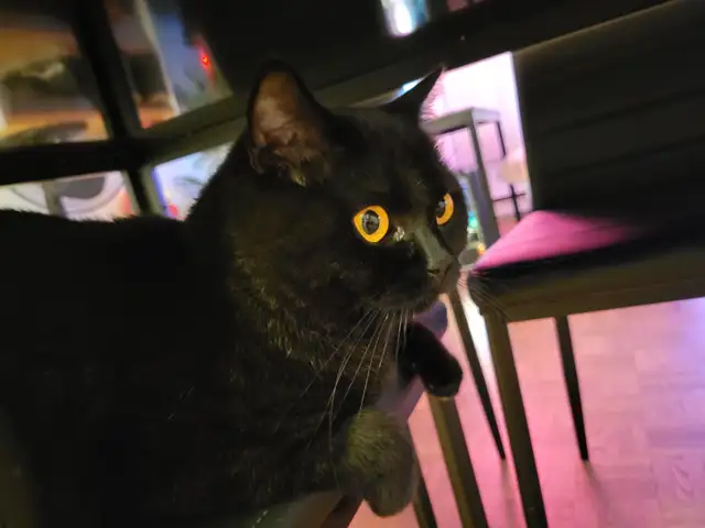 Cat sitter / Garderie pour chat - Photo 5