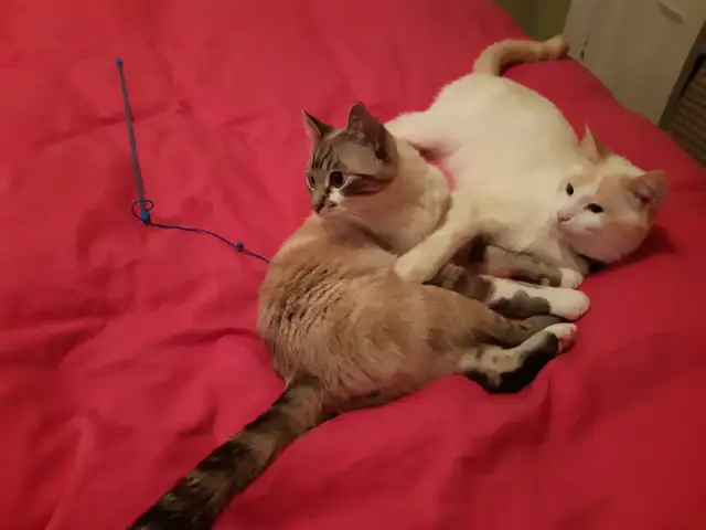 Cat sitter / Garderie pour chat - Photo 6