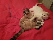 Cat sitter / Garderie pour chat - Photo 6