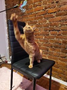 Cat sitter / Garderie pour chat - Photo 7