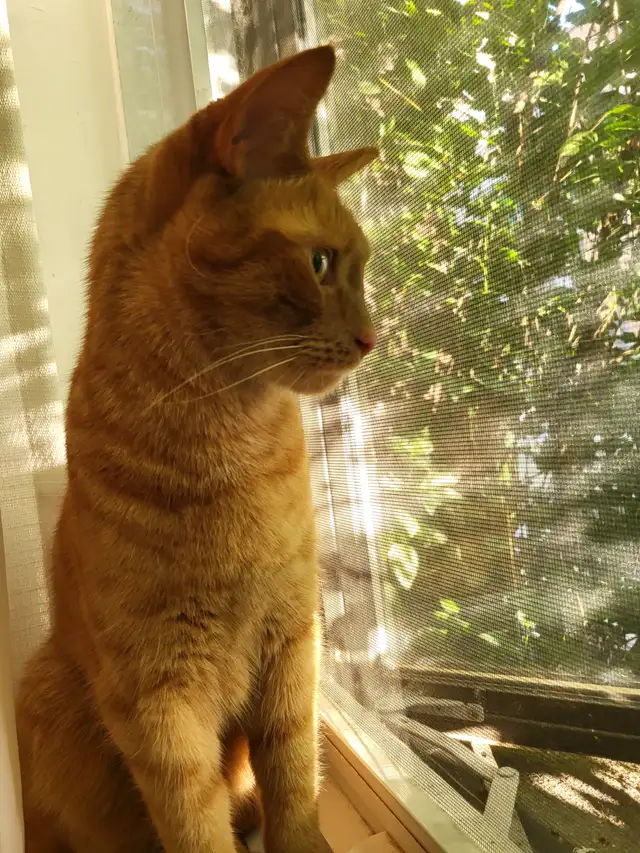 Cat sitter / Garderie pour chat - Photo 9