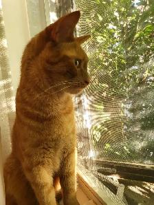 Cat sitter / Garderie pour chat - Photo 9