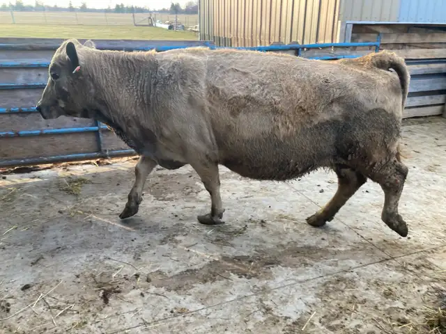 Pregnant Cow for Sale