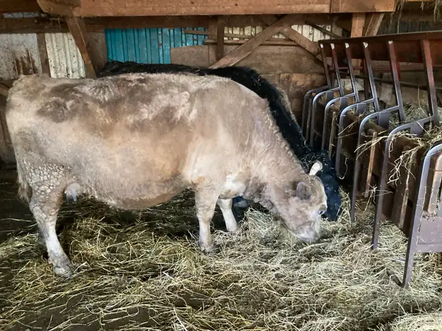 Pregnant Cow for Sale - Photo 2