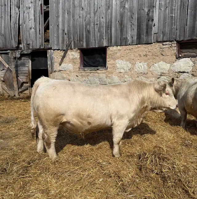 Charolais bull