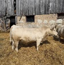 Charolais bull