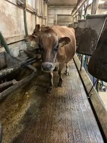 Nurse or family milk cow Jersey