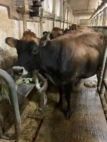 Nurse or family milk cow Jersey - Photo 2