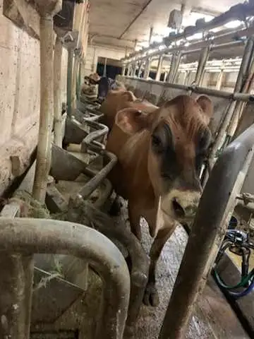 Nurse or family milk cow Jersey - Photo 3