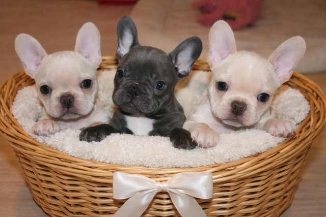 C.K.C Registered French Bulldog Puppies