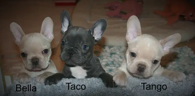 C.K.C Registered French Bulldog Puppies - Photo 2