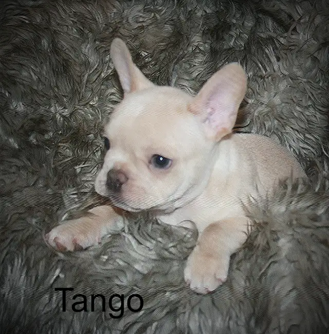 C.K.C Registered French Bulldog Puppies - Photo 3
