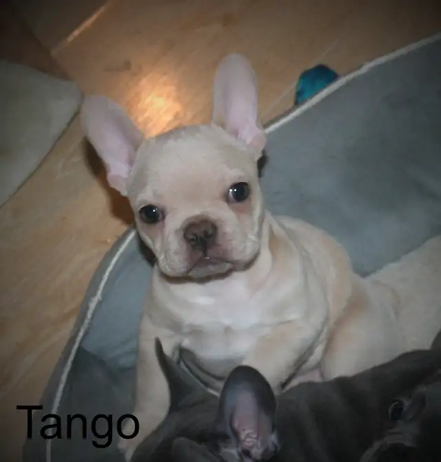 C.K.C Registered French Bulldog Puppies - Photo 4