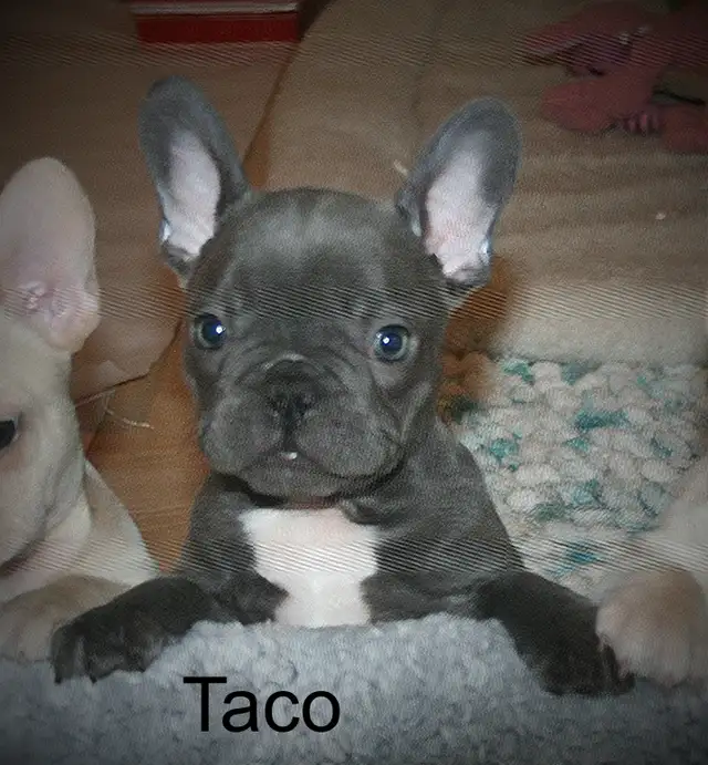 C.K.C Registered French Bulldog Puppies - Photo 5