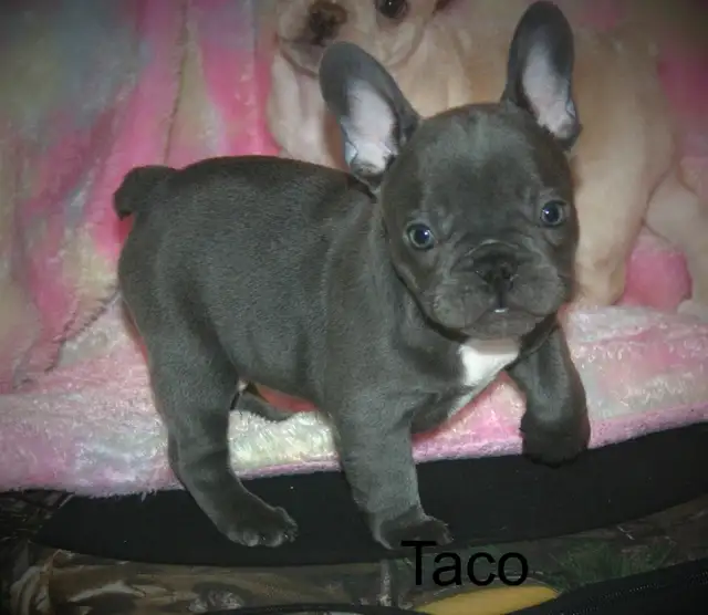 C.K.C Registered French Bulldog Puppies - Photo 6