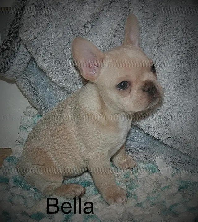 C.K.C Registered French Bulldog Puppies - Photo 7
