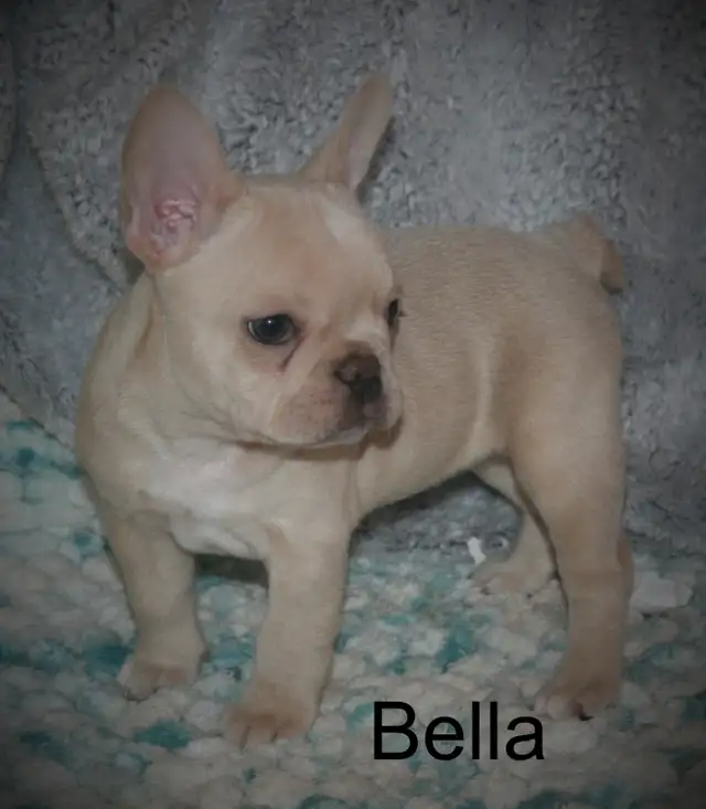 C.K.C Registered French Bulldog Puppies - Photo 8