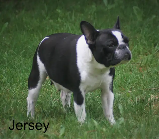 C.K.C Registered French Bulldog Puppies - Photo 9
