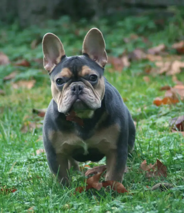 C.K.C Registered French Bulldog Puppies - Photo 10