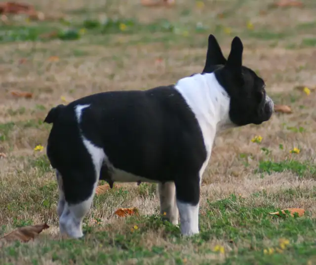 C.K.C Registered French Bulldog Puppies - Photo 11