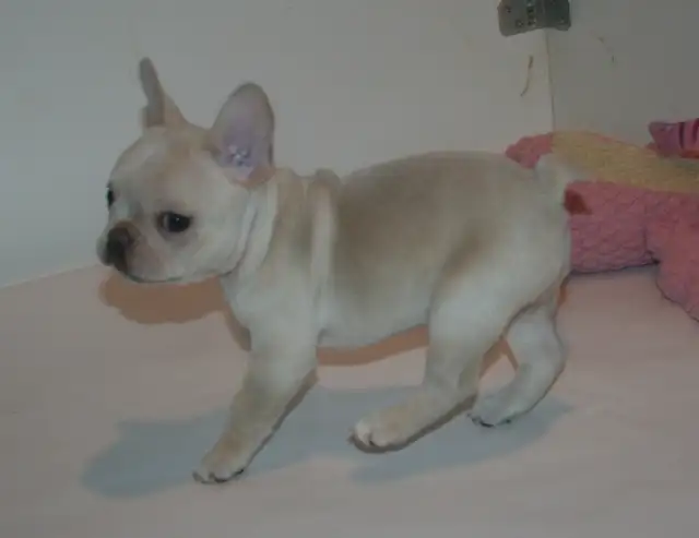 C.K.C Registered French Bulldog Puppies - Photo 12