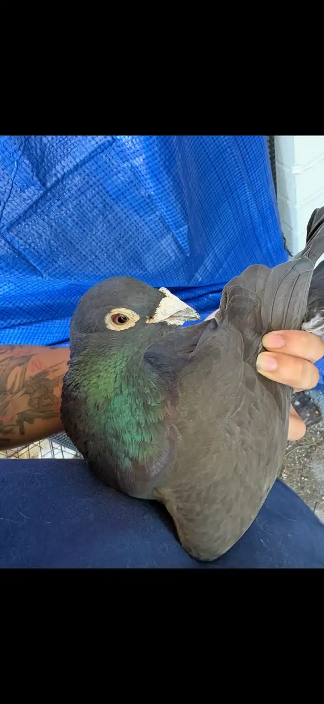 janarden racing pigeons pair