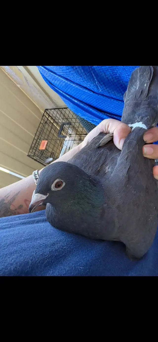 janarden racing pigeons pair - Photo 2