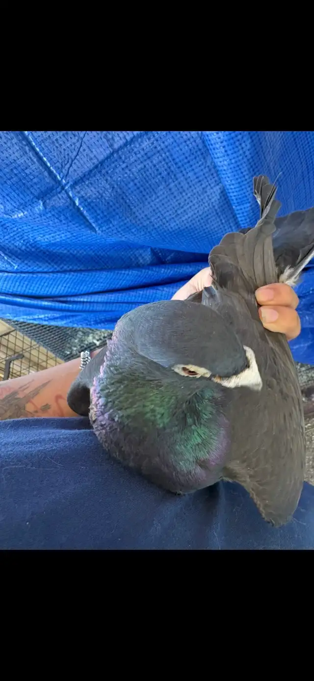 janarden racing pigeons pair - Photo 3