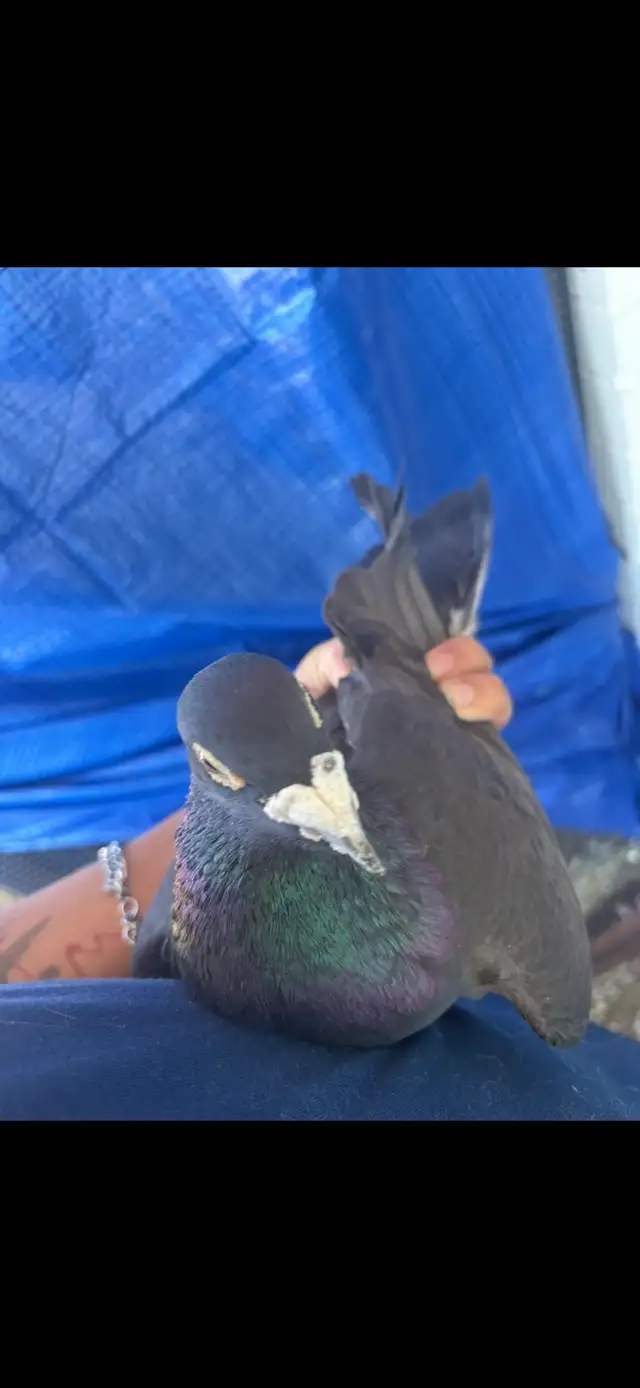 janarden racing pigeons pair - Photo 4